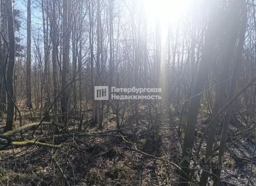 Участок в Ленинградская область, Кировский район, Синявинское ... - Фото 1