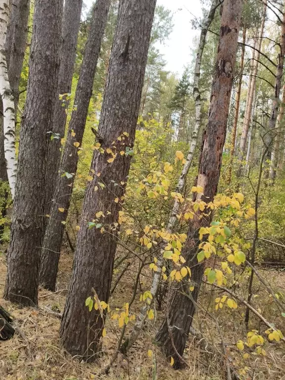 Участок в Московская область, Шатура муниципальный округ, д. ... - Фото 1