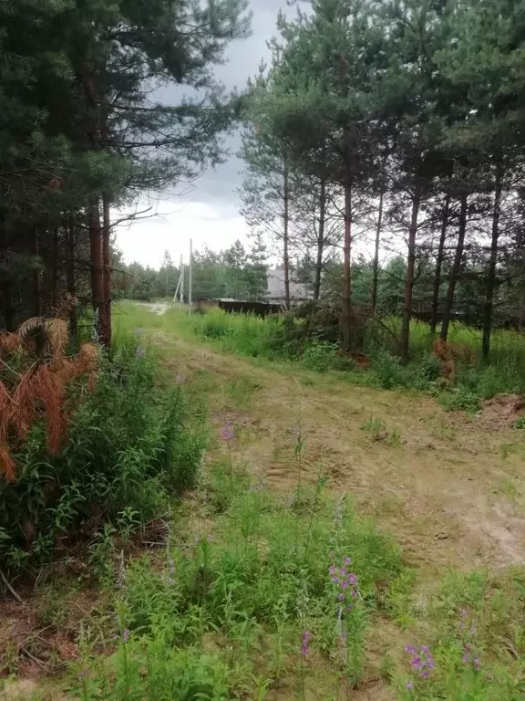 Участок в Владимирская область, Суздальский район, Боголюбовское ... - Фото 0