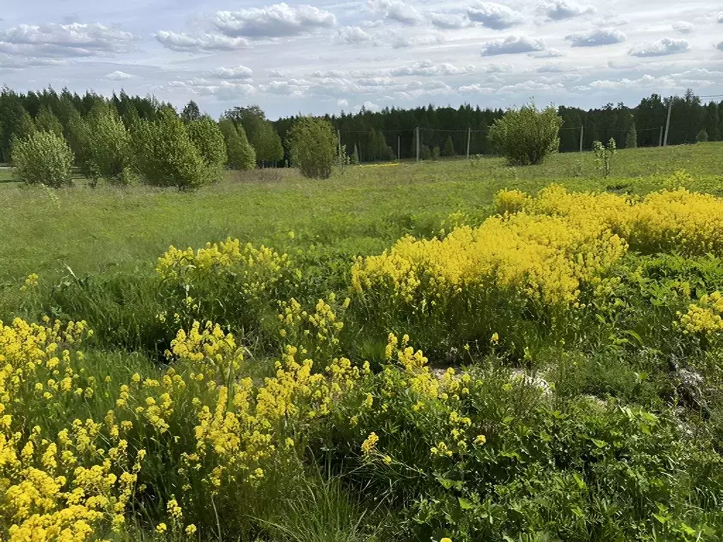 Участок в Ленинградская область, Всеволожский район, Куйвозовское ... - Фото 1