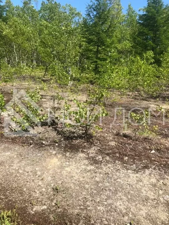 Участок в Сахалинская область, Анивский городской округ, с. Мицулевка  ... - Фото 0