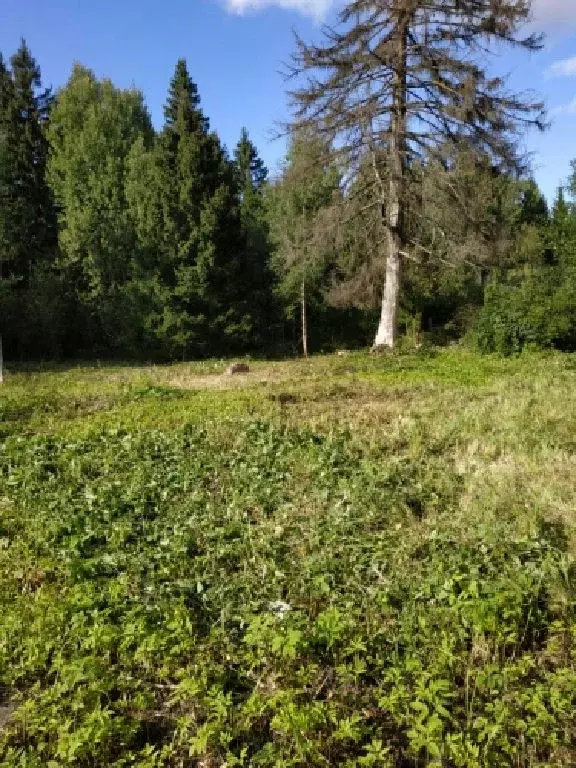 Продается участок в д. Борисово - Фото 1