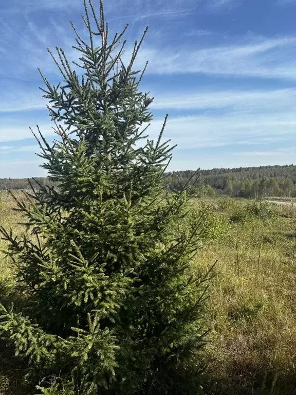 Участок в Московская область, Ногинск Богородский городской округ, ул. ... - Фото 0