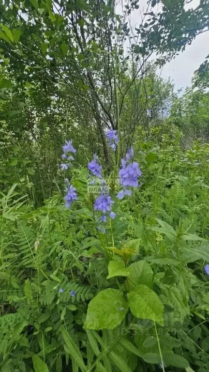 Участок в Башкортостан, Октябрьский ул. Гатиятуллина (6.0 сот.) - Фото 1