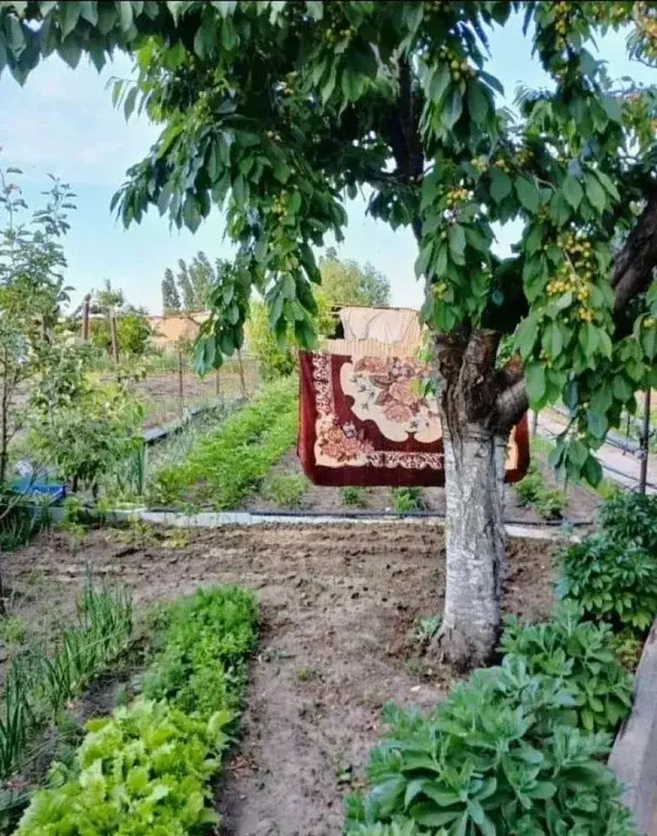Дом в Волгоградская область, Дубовский район, Горнопролейское с/пос, ... - Фото 2