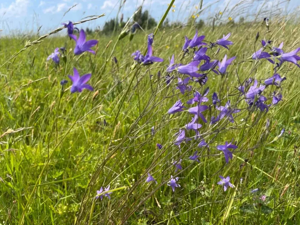 Участок в Ленинградская область, Волосовский район, Бегуницкое с/пос, ... - Фото 1