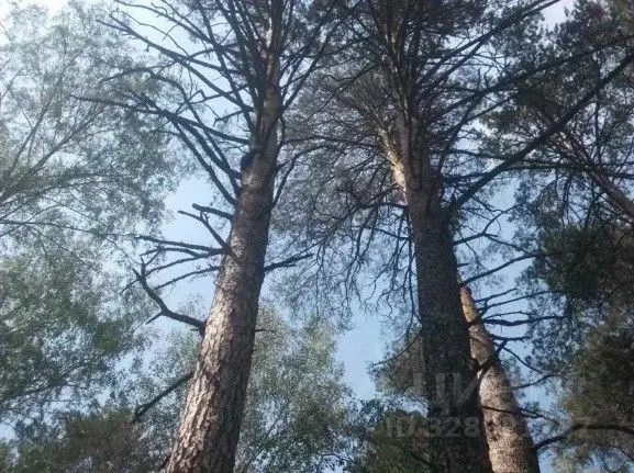 Участок в Московская область, Одинцовский городской округ, пос. НИИ ... - Фото 2