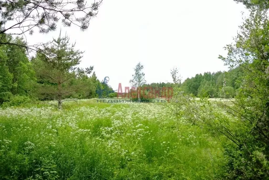 Участок в Ленинградская область, Выборгский район, Гончаровское с/пос, ... - Фото 2
