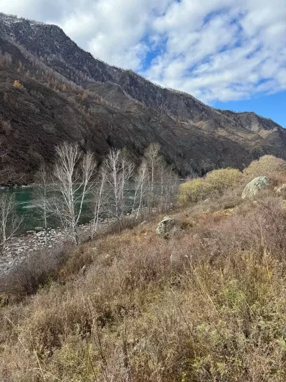 Участок в Алтай, Чемальский район, с. Куюс Центральная ул. (15.69 ... - Фото 1