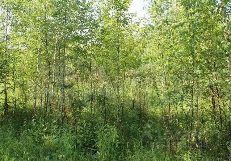 Участок в Ленинградская область, Лодейнопольский район, Янегское ... - Фото 1