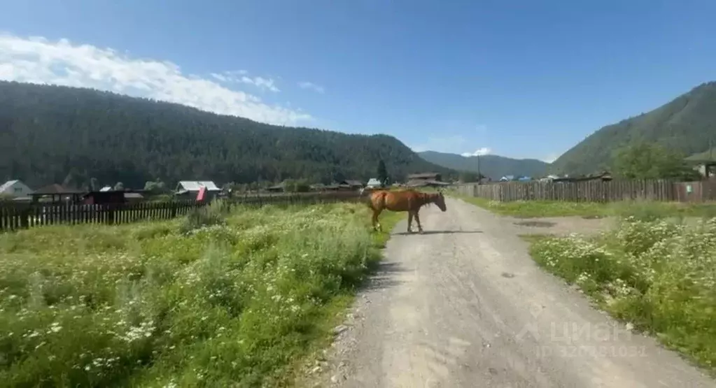 Участок в Алтай, Шебалинский район, с. Камлак  (10.0 сот.) - Фото 1