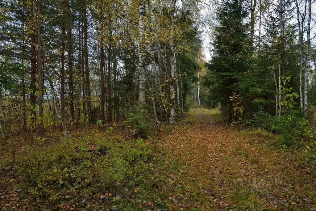 Участок в Московская область, Клин городской округ, Решетниково рп, ... - Фото 1