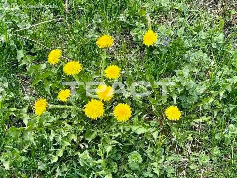 Дом в село Глазово, улица Мира, 129 (35.6 м) - Фото 2