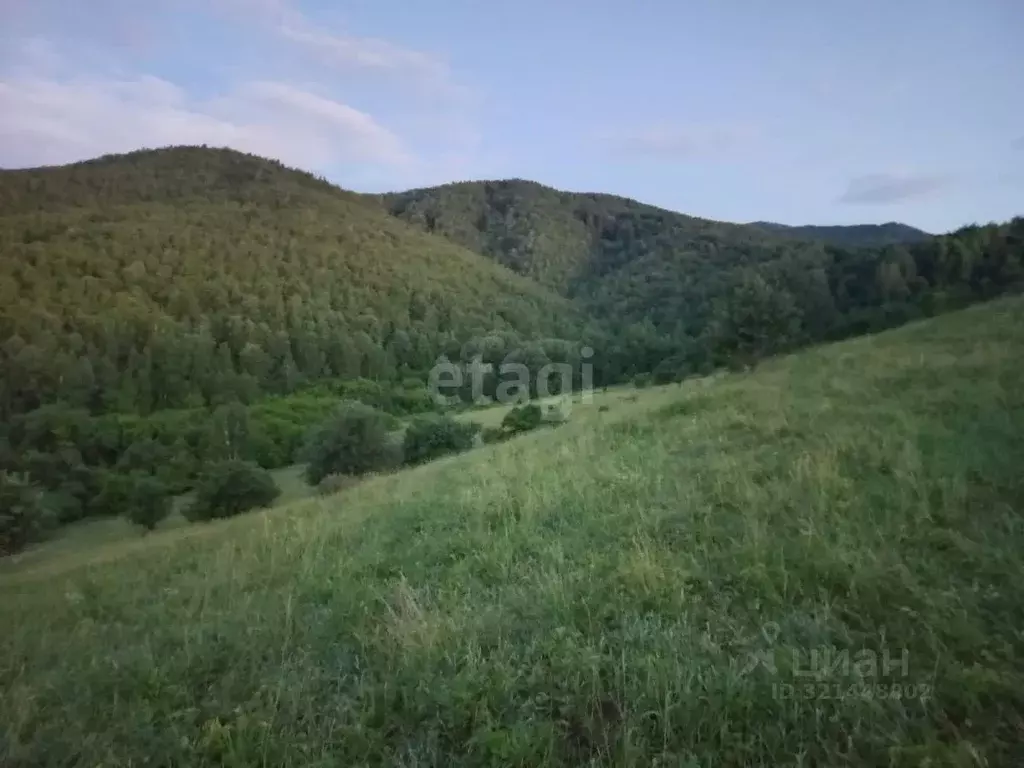 Участок в Алтайский край, Смоленский район, с. Сычевка  (850.0 сот.) - Фото 0