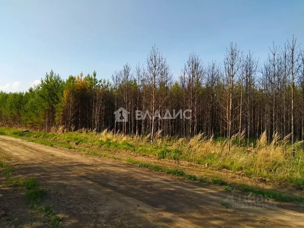 Участок в Иркутская область, Усольский район, Большееланское ... - Фото 0