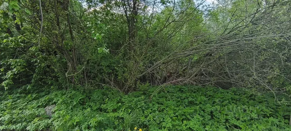 Участок в Московская область, Богородский городской округ, пос. ... - Фото 2