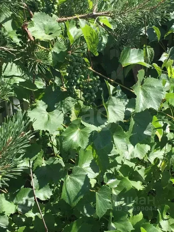 Дом в Оренбургская область, Оренбург Восток СНТСН, ул. ... - Фото 1