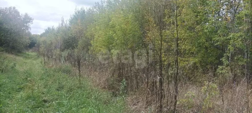 Участок в Алтайский край, Первомайский район, с. Санниково ... - Фото 0