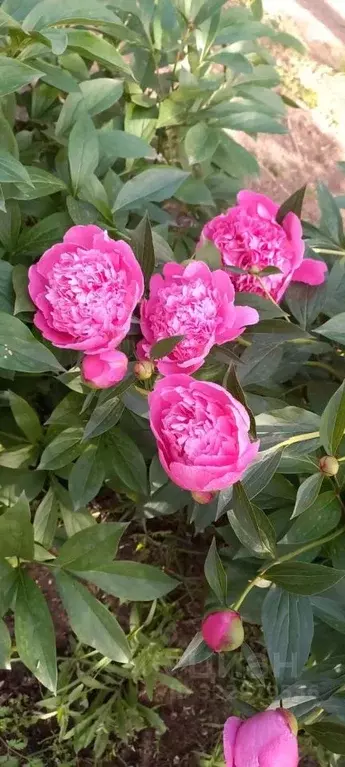 Дом в Астраханская область, Астрахань Ивушка СТ, 199 (15 м) - Фото 1