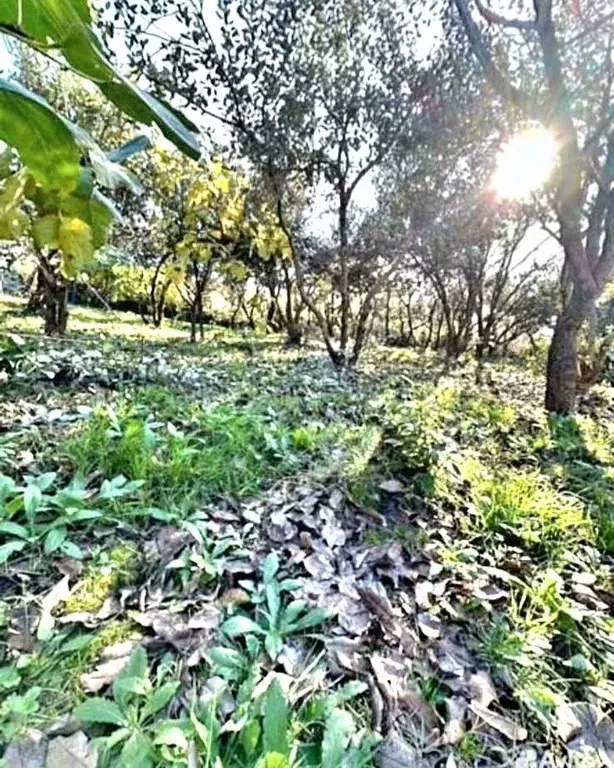 Участок в Краснодарский край, Сочи Пятигорская ул. (4.7 сот.) - Фото 2