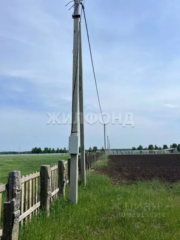 Участок в Новосибирская область, Новосибирский район, Толмачевский ... - Фото 1