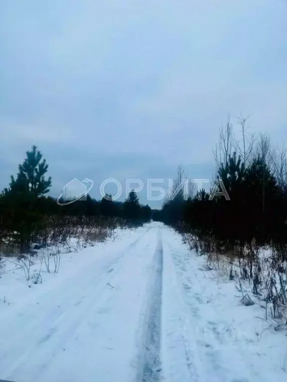 Участок в Тюменская область, Тюменский район, с. Горьковка Сибирская ... - Фото 1