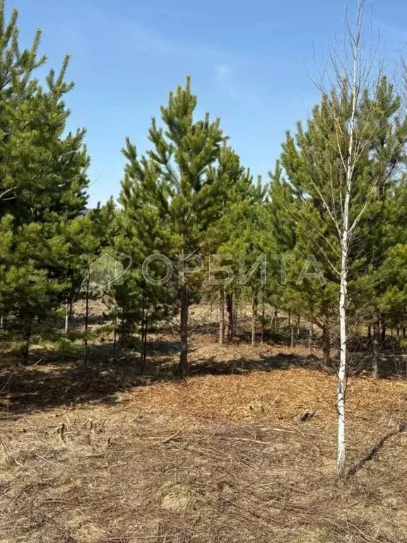 Участок в Тюменская область, Тюменский район, с. Княжево Комсомольская ... - Фото 2