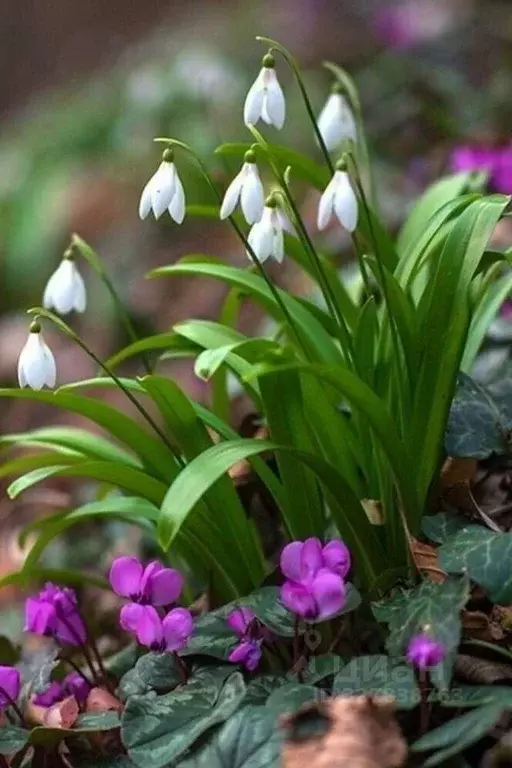 Участок в Ростовская область, Ростов-на-Дону Артемовская ул. (5.5 ... - Фото 1