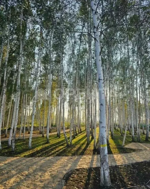 Участок в Тюменская область, Тюменский муниципальный округ Салаирский ... - Фото 1