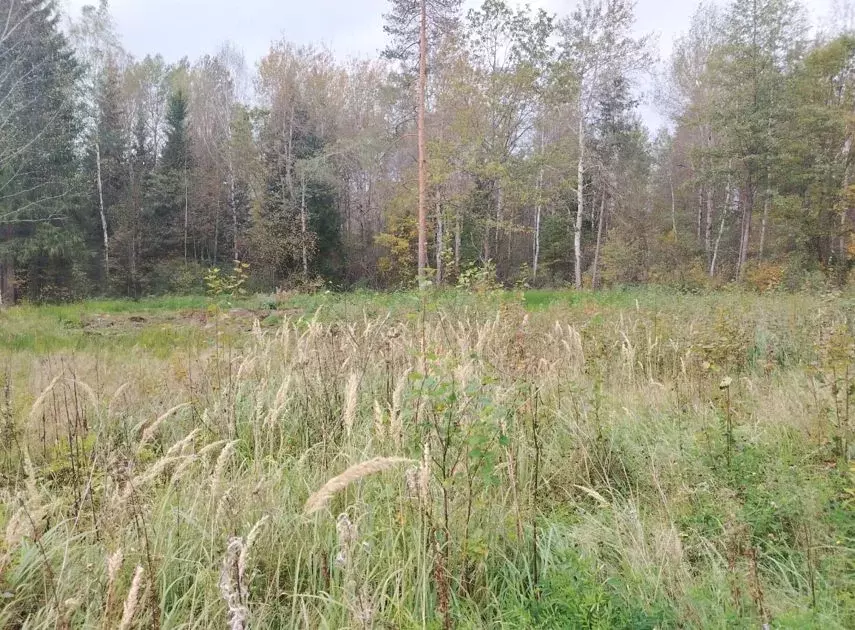 Участок в Московская область, Шатура муниципальный округ, с. Власово  ... - Фото 2