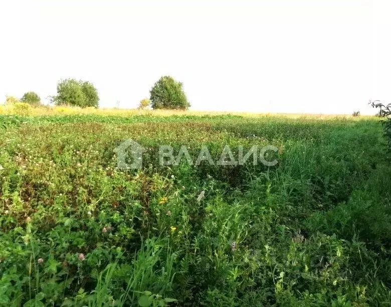 Участок в Владимирская область, Суздальский район, Павловское ... - Фото 1