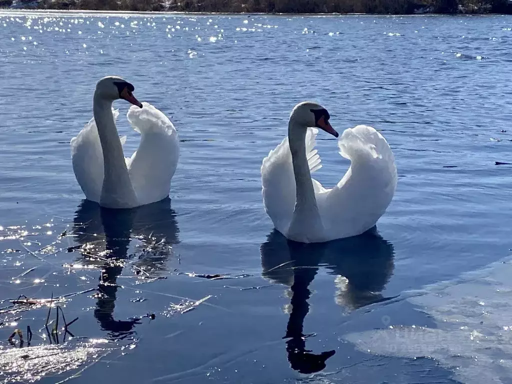 Участок в Псковская область, Гдов городское поселение, д. Юхновщина  ... - Фото 2