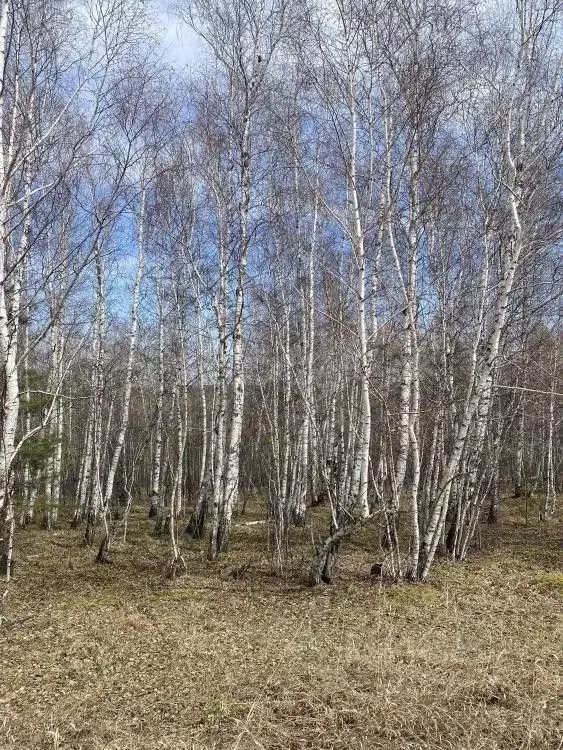 Участок в Иркутская область, Нижнеудинский район, Атагайское ... - Фото 1