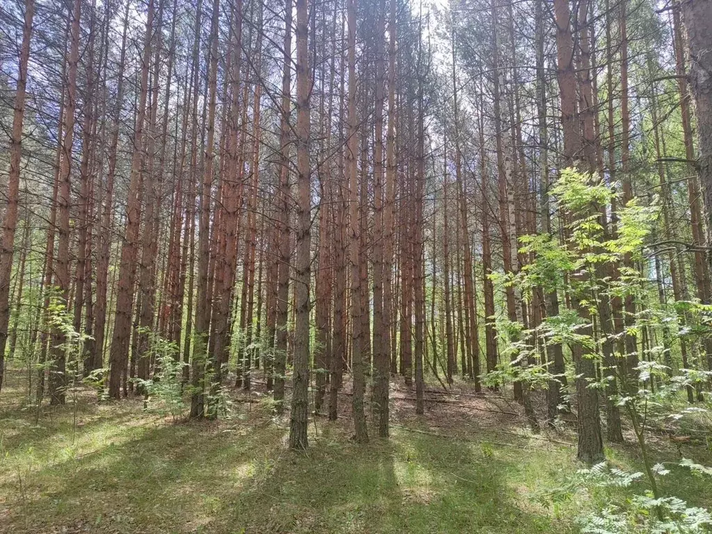 Участок в Нижегородская область, Навашинский муниципальный округ, с. ... - Фото 2