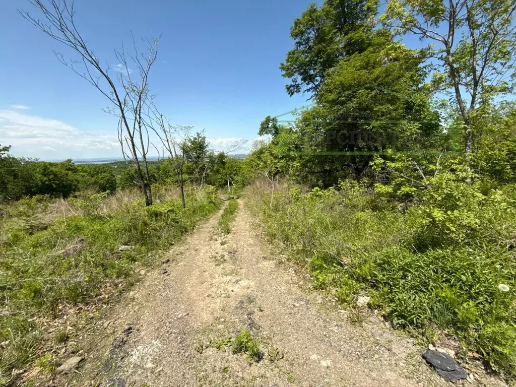 Участок в Приморский край, Артем Кристалл садовое товарищество, 242 ... - Фото 2