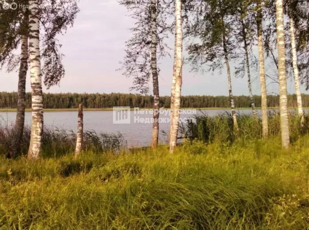 Участок в Лужский район, Осьминское сельское поселение, деревня Рель ... - Фото 1