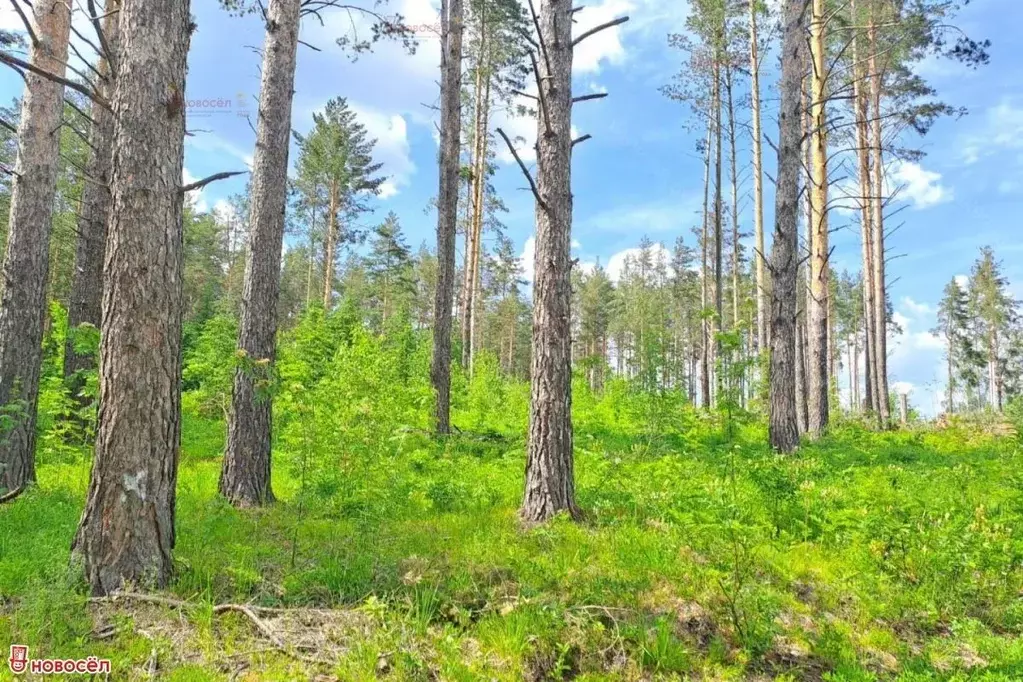 Участок в Свердловская область, Дегтярск  (8.0 сот.) - Фото 1