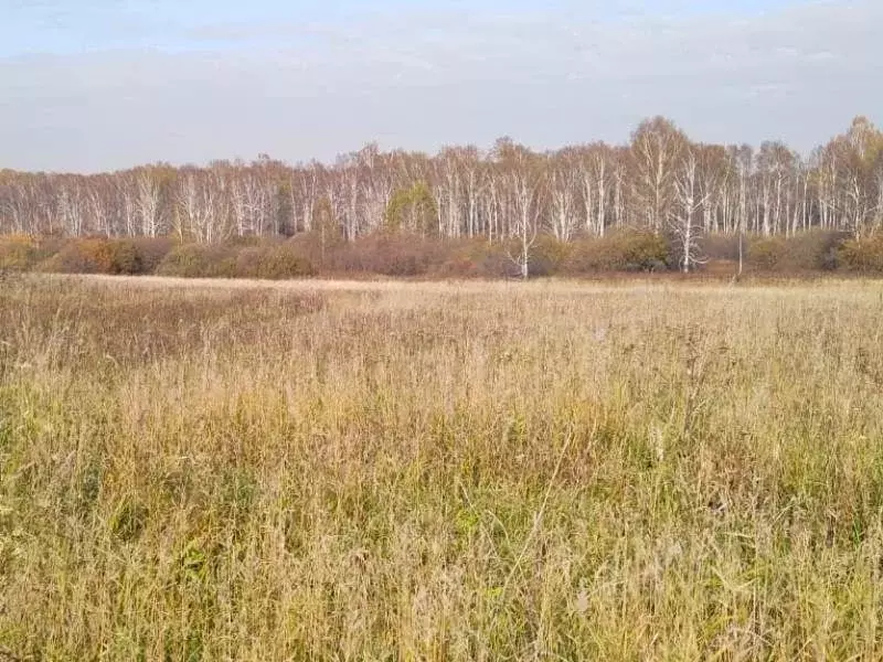 Участок в Новосибирская область, Новосибирский район, Станционный ... - Фото 2