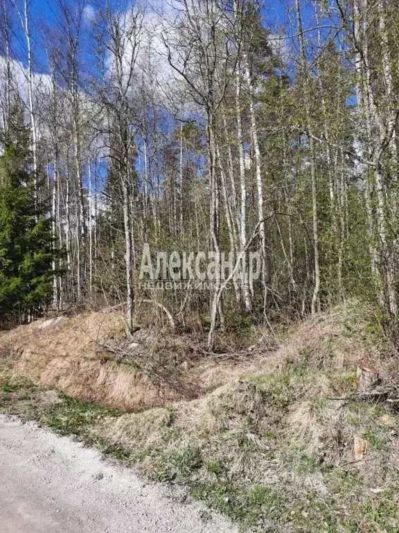 Участок в Ленинградская область, Приозерский район, Кузнечнинское ... - Фото 0