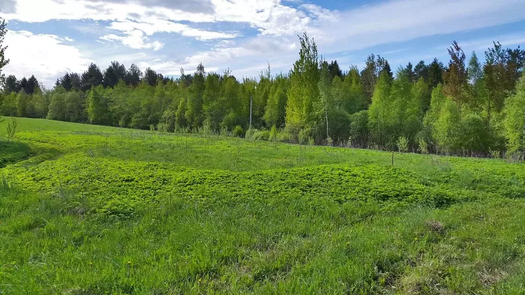 Участок в Тверская область, Торопецкий район, д. Речане  (166.0 сот.) - Фото 0