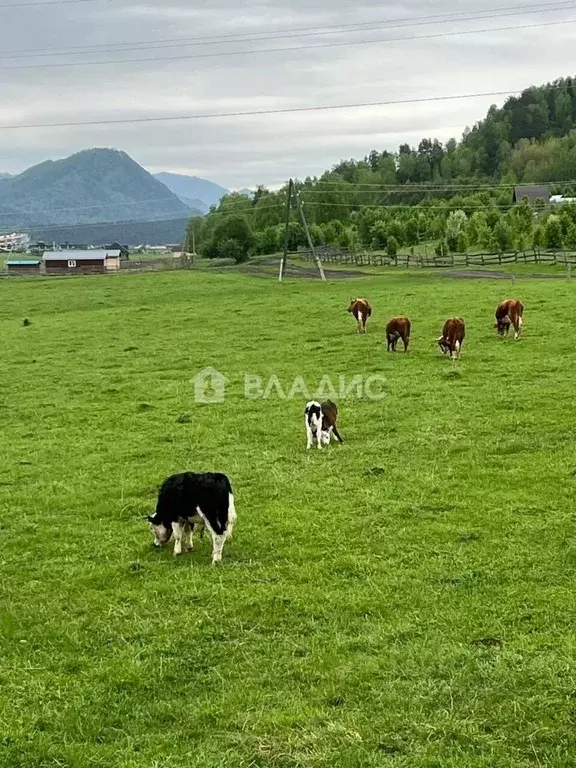 Участок в Алтай, Чемальский район, с. Анос ул. Ясная (12.5 сот.) - Фото 1