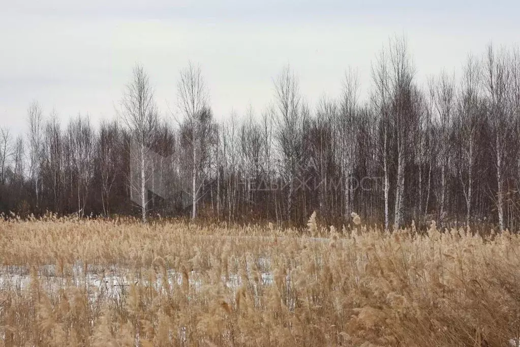 Участок в Тюменская область, Нижнетавдинский район, Строитель ТСН ул. ... - Фото 0