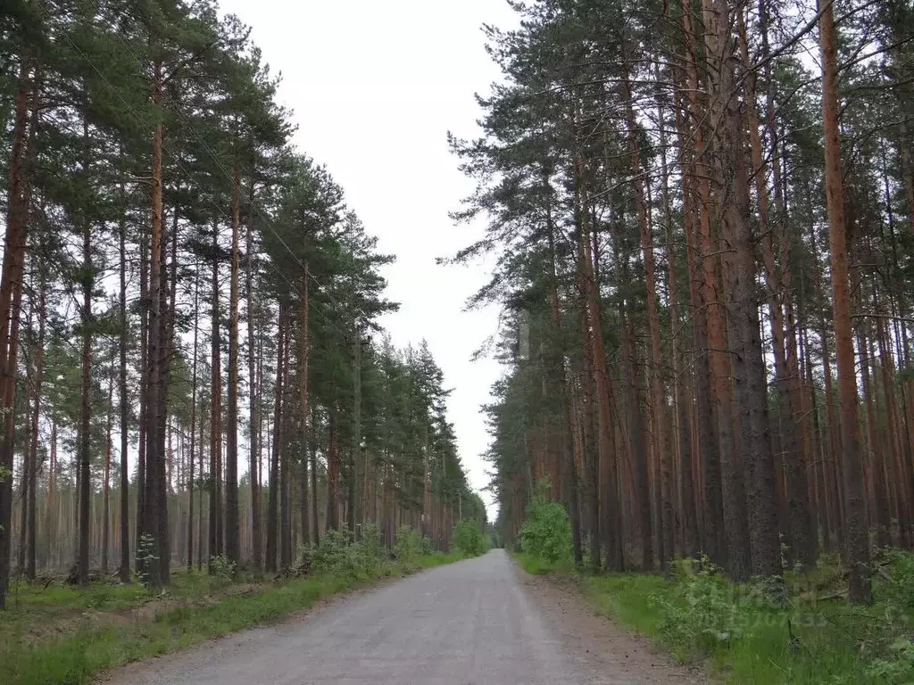 Участок в Ленинградская область, Приозерский район, Плодовское с/пос, ... - Фото 1