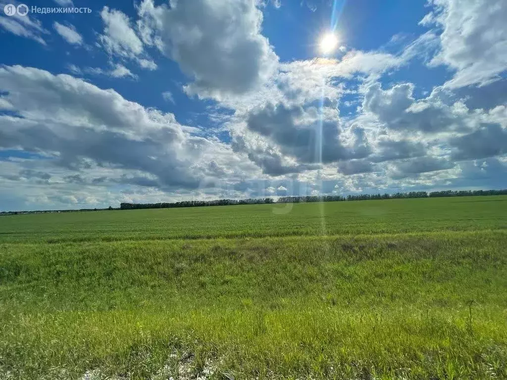 Участок в Колыванский район, деревня Малый Оеш (8 м) - Фото 0