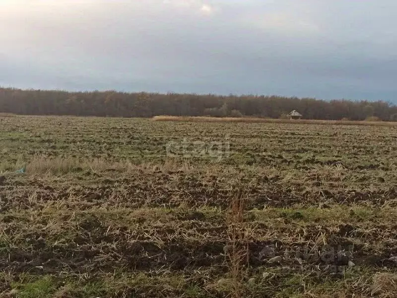 Участок в Адыгея, Майкоп городской округ, Надежда СДТ  (6.0 сот.) - Фото 1