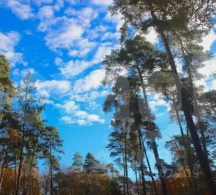 Участок в Свердловская область, Белоярский муниципальный округ, пос. ... - Фото 2