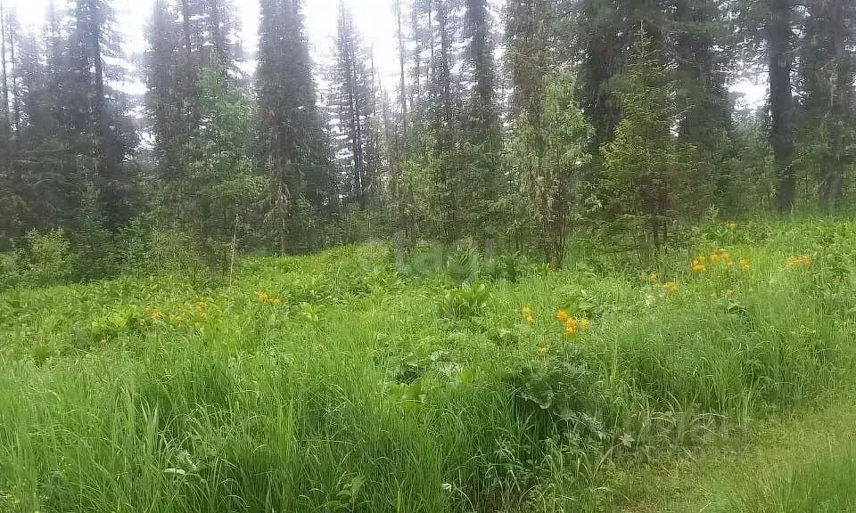 Участок в Кемеровская область, Таштагольский район, Шерегешское ... - Фото 1