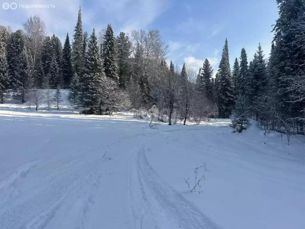 Участок в Турочакский район, село Артыбаш (25 м) - Фото 1