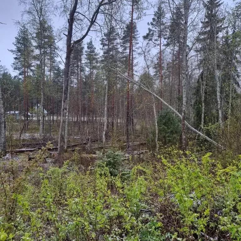 Участок в Новгородская область, Валдай ул. Александра Михайлова, 30 ... - Фото 0