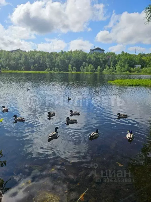 Участок в Мурманская область, Мурманск Скальная ул. (14.0 сот.) - Фото 1